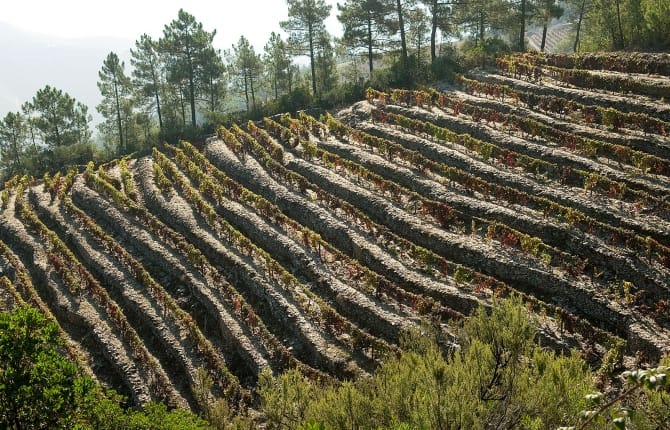 Mancha na encosta das Cidermas, Galafura <br>©Coleção Museu do Douro/Egídio Santos